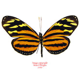 Eueides isabella (Colombia) A-