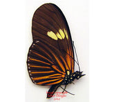 Eueides tales (Peru)