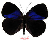 Eunica amelia (Peru) A2