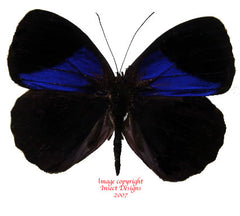 Eunica amelia (Peru) A2