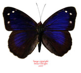 Eunica bechina (Peru)