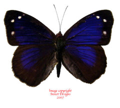 Eunica bechina (Peru)