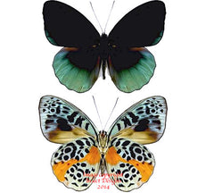 Eunica chlorochroa (Peru) A-