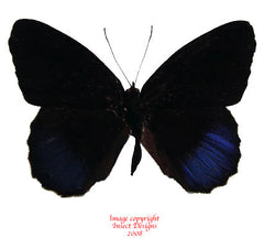 Eunica excelsa (Peru)