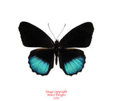 Eunica norica (Peru) A-