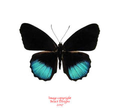 Eunica norica (Peru) A-