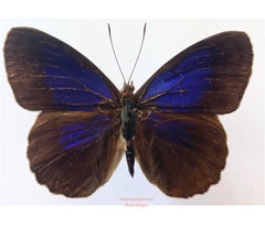 Eunica sp. (Peru)