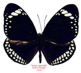 Euploea blossome (Philippines) A2 - mould affected