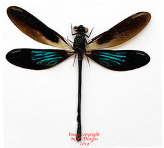 Euphaea variegata (Java)