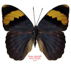 Euphaedra neophron (Tanzania) - female A2