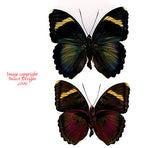 Euphaedra xypete (Cameroon)