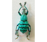 Eupholus geoffroyi (Manokwari)