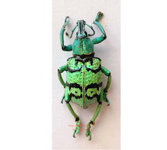 Eupholus sp. (Halmahera) A2