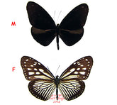 Euploea mulciber semperi (Philippines) - female
