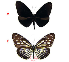 Euploea mulciber semperi (Philippines) - female