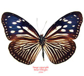 Euploea mulciber subvisaya (Philippines) - female A2