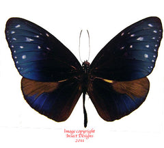 Euploea mulciber subvisaya (Philippines) - male A2