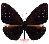 Euploea phaenareta (Buru/Ambon)