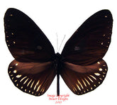 Euploea tobleri snelleni (Philippines) A-