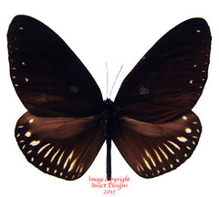 Euploea tobleri snelleni (Philippines)