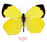 Eurema arbela (Peru)