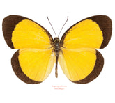 Eurema candida (Seram) A2