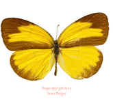 Eurema hecabe (Buthon) A-