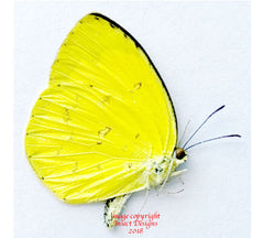 Eurema hecabe tamiathis (Philippines)