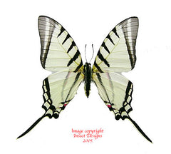 Eurytides agesilaus (Peru) A2