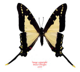 Eurytides dioxippius diores (Peru)