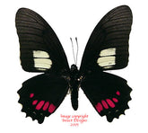 Eurytides harmodius (Peru)