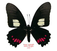 Eurytides harmodius (Peru)