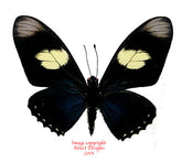 Eurytides pausianus (Peru)