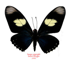 Eurytides pausianus (Peru)