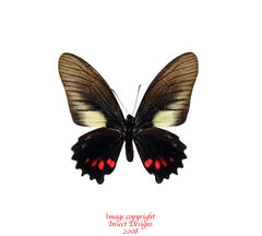 Eurytides ariathes (Peru) - male