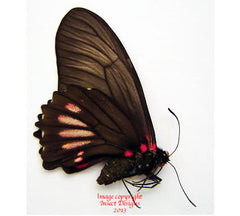 Eurytides ariathes (Peru) - female A2