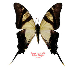 Eurytides serville (Peru) A-