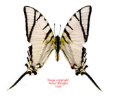 Eurytides telesilaus (Peru) A2