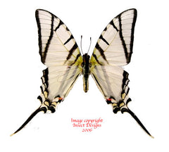 Eurytides telesilaus (Peru) A2