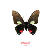 Eurytides xynias (Peru)