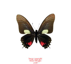 Eurytides xynias (Peru)