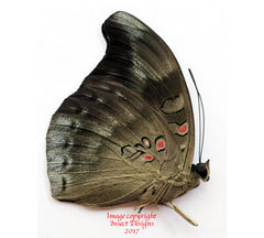 Euthalia evelina proditrix (Philippines) A-