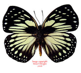 Euxanthe crossleyi (Cameroon)
