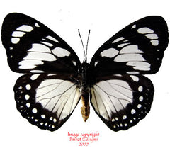 Euxanthe wakefieldi (Tanzania) - female A2