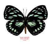 Euxanthe eurinome (Cameroon)