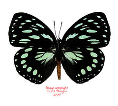 Euxanthe eurinome (Cameroon)