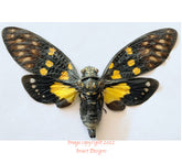 Gaeana cheni (Vietnam) A2