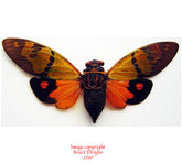 Gaeana festiva - orange (Malaysia)