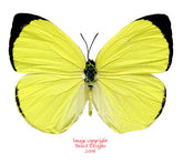 Gandaca harina mindanensis (Philippines) A-