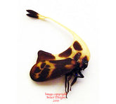 Gigantorhobdus enderleine (Malaysia)